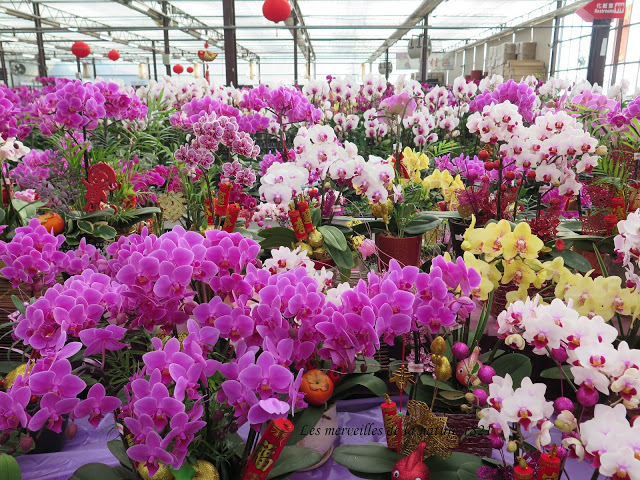especes-orchidees-pepiniere