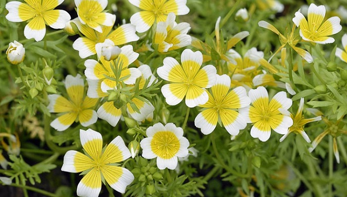 plante-annuelle-robuste-limnanthes-douglasii
