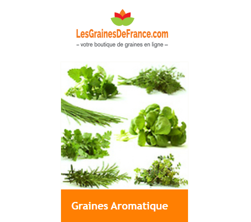 graines-aromatique-Graines-France-com