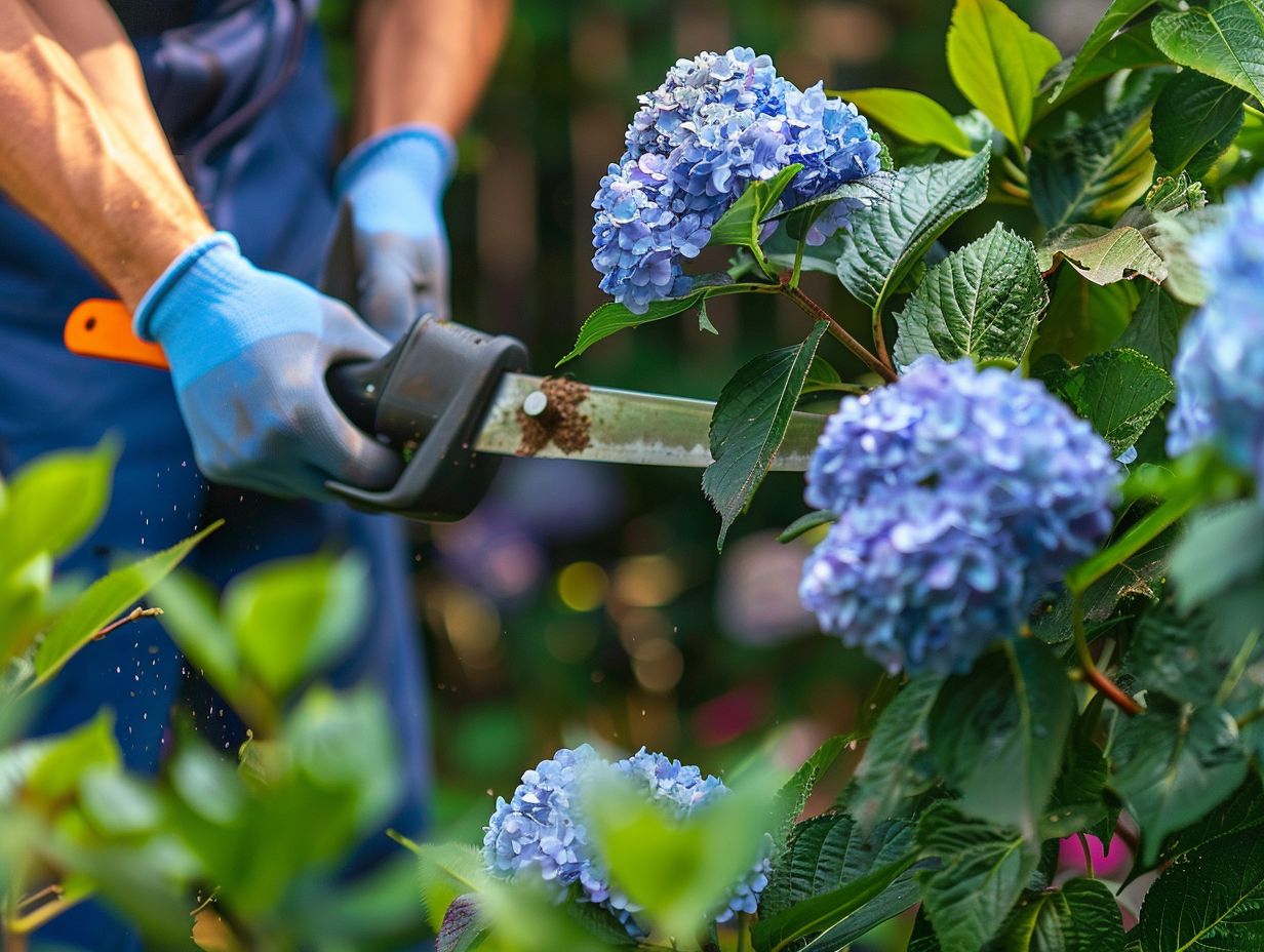 Quand tailler les hortensias