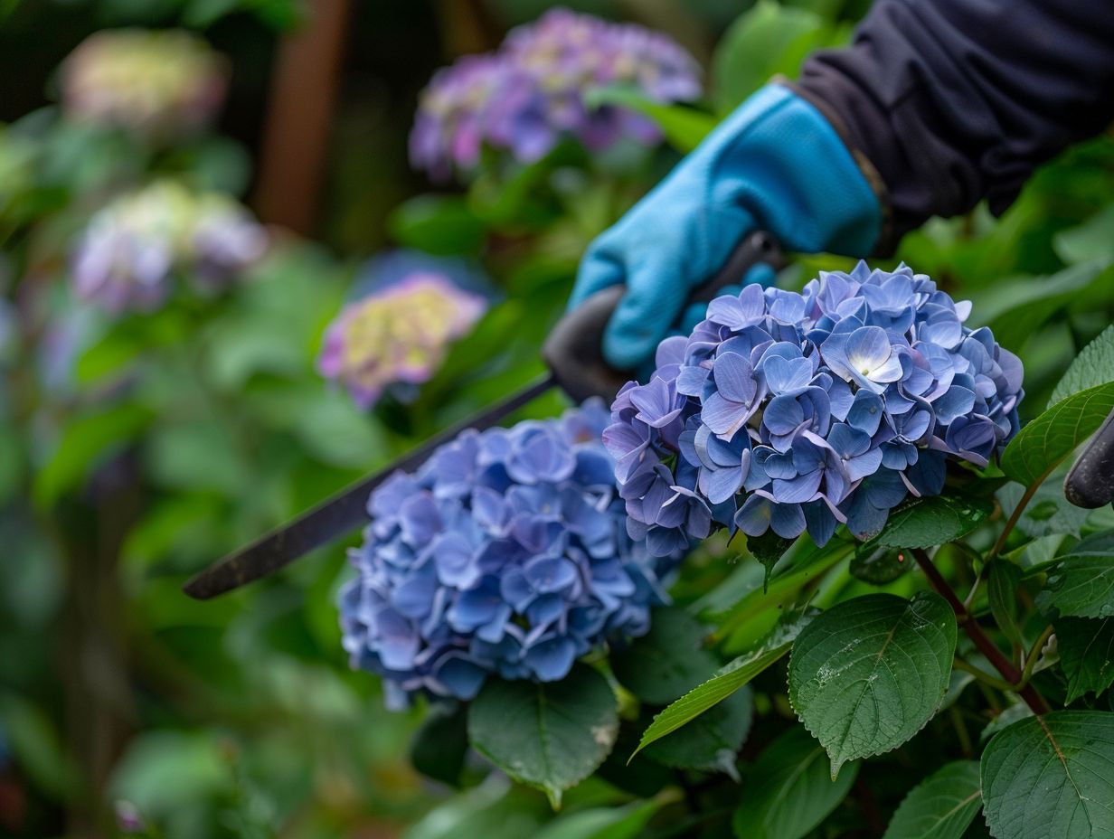 Comprendre les hortensias